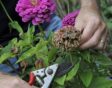 Wanneer uitgebloeide bloemen snoeien