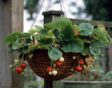 aardbeien hanging basket