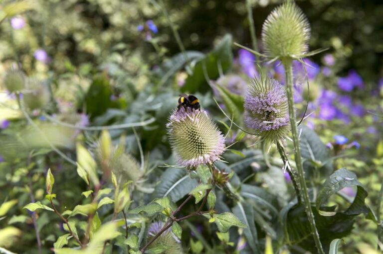 Wilde planten in de tuin: hier moet je op letten - Gardeners World