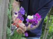 Lathyrus bloemen plukken