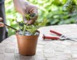 stekken van planten
