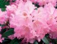rhodendron stekken