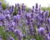 bloemen voor bestuivers lavendel