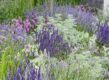 Lavendel in een bloemenborder, gecombineerd met andere paarse en groene tinten.