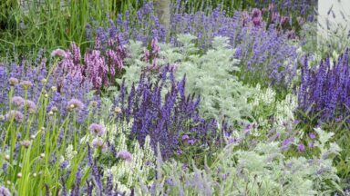 Lavendel in een bloemenborder, gecombineerd met andere paarse en groene tinten.