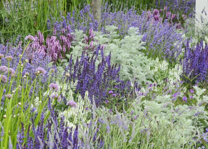 Lavendel in een bloemenborder, gecombineerd met andere paarse en groene tinten.