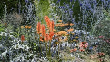 Kleuren combineren in de tuin