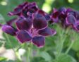Pelargonium