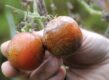 2 tomaten met phytophthora (aardappelziekte).