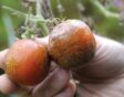 2 tomaten met phytophthora (aardappelziekte).