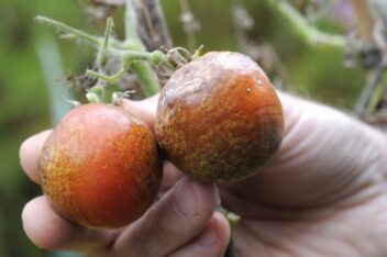 2 tomaten met phytophthora (aardappelziekte).
