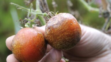 2 tomaten met phytophthora (aardappelziekte).
