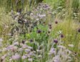 Roze bloementuin
