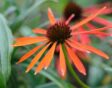 Echinacea 'Art's Pride.'
