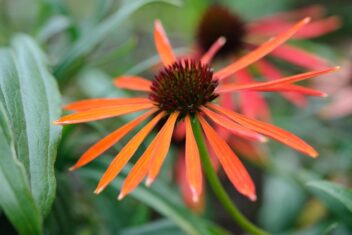 Echinacea 'Art's Pride.'