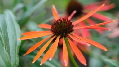 Echinacea 'Art's Pride.'