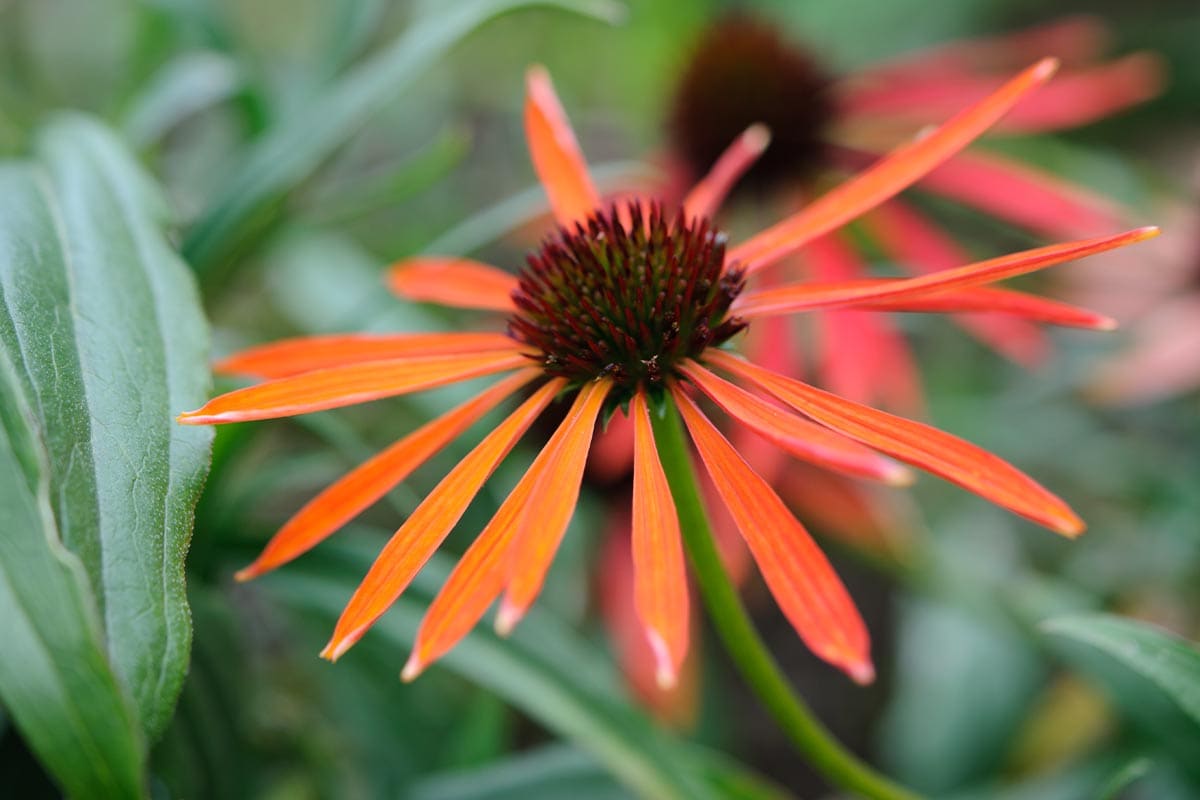 Echinacea 'Art's Pride.'
