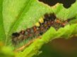 Orgyia antiqua