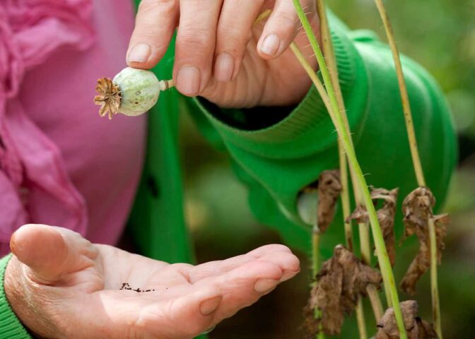 Papaver zaden oogsten in augustus, een hand tikt zaden uit een zaadhoofd.