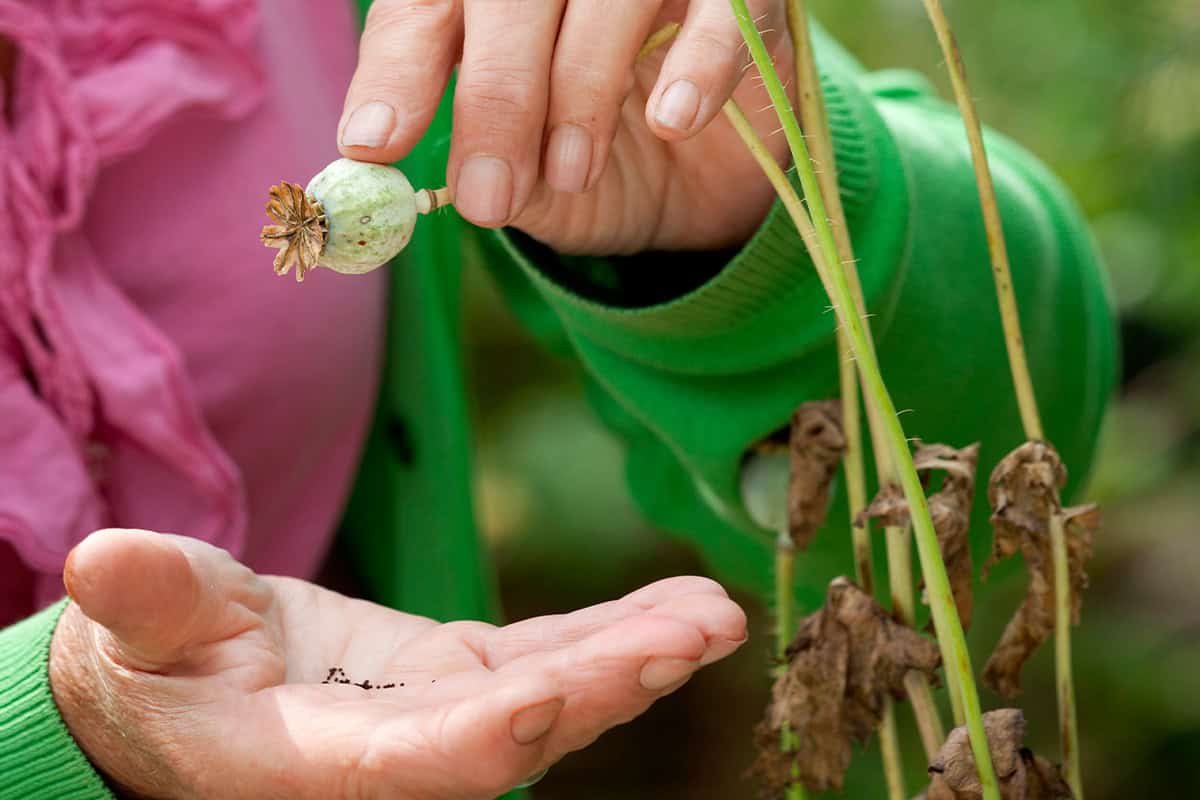 Papaver zaden oogsten in augustus, een hand tikt zaden uit een zaadhoofd.