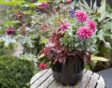 tuin in augustus
