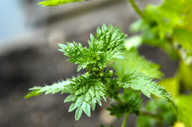 Wilde planten in de tuin: hier moet je op letten - Gardeners World