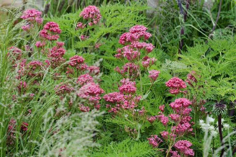 Wilde planten in de tuin: hier moet je op letten - Gardeners World