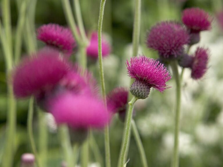 Wilde planten in de tuin: hier moet je op letten - Gardeners World