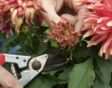 checklist voor de tuin week 33