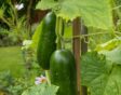checklist voor de tuin week 34