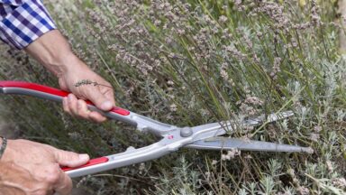 lavendel snoeien