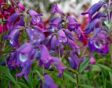 Penstemon