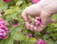 de tuin in juli week 28: rozen koppen