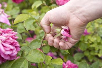 de tuin in juli week 28: rozen koppen