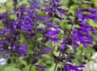 Salvia 'Amistad'