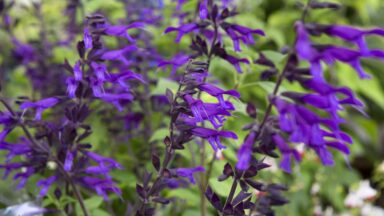 Salvia 'Amistad'