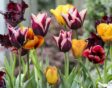 Tulpen planten in het najaar