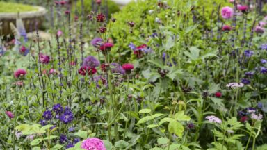 wilde planten in de tuin