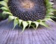 zonnebloem oogsten