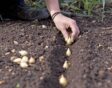 plantuien planten