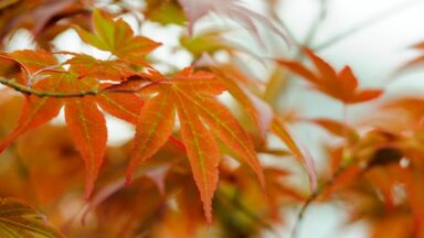 Japanse esdoorn snoeien