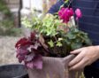 checklist voor de tuin week 37