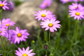 Spaanse margriet winterhard