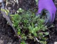 Kruiden planten