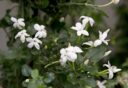Jasminum angulare