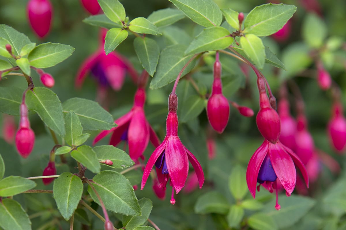 Roze hangende bloempjes van de fuchsia 'Brutus'