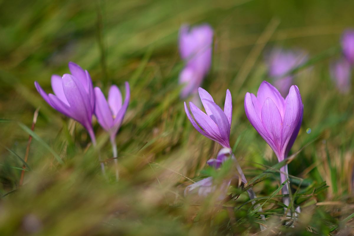 Paarse bloemen van de herfstkrokus in een gazon.