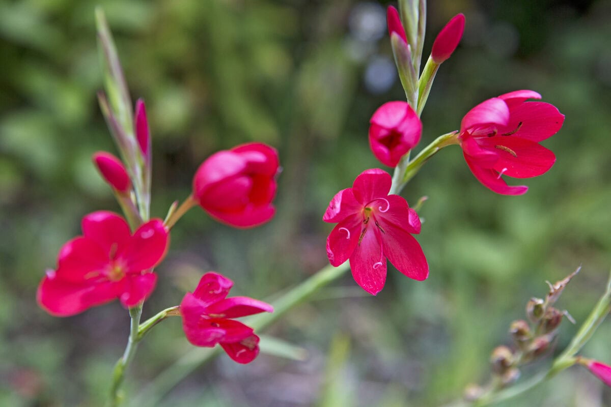 Rood-roze intense kleur van de bloemen van kafferlelie.