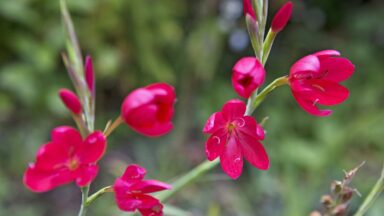 Rood-roze intense kleur van de bloemen van kafferlelie.