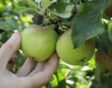 appels plukken